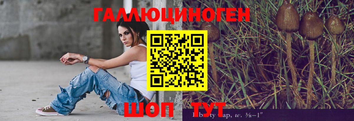 Псилоцибиновые грибы Psilocybe Нерюнгри